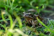 Frosch_2000X667