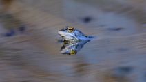 Frosch_Spiegelung_2000