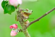 Laubfrosch_1000X664
