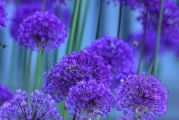 Allium_1000X667