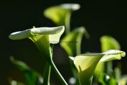 Drachenwurz_1_1000X667