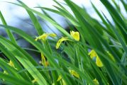 Iris_Sumpfschwertlilie