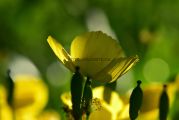 Mohn_gelb_1000X667