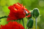 Mohn_rot_1000X667