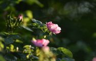 Rose.2000