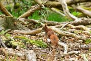 Eichhörnchen_Wald_1000X667