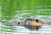 Nutria_Familie_Wasser