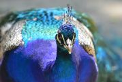 Pfau_1000X667