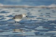 Sanderling_Helgoland.2000