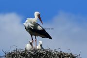 Storch_Mutter_Junges_Nest